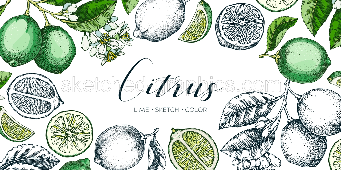 Lime fruit frame. Exotic plants design template. Citrus fruit sketches. Mixed media summer background. Hand drawn vector illustration. NOT AI generated Illustration